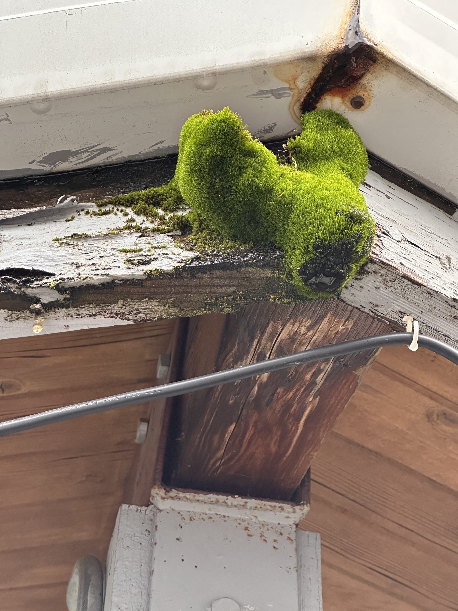 Close-up of thick green moss growing on a gutter corner