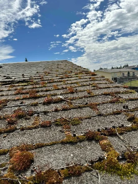 Moss-covered old roof before replacement, Portland OR
