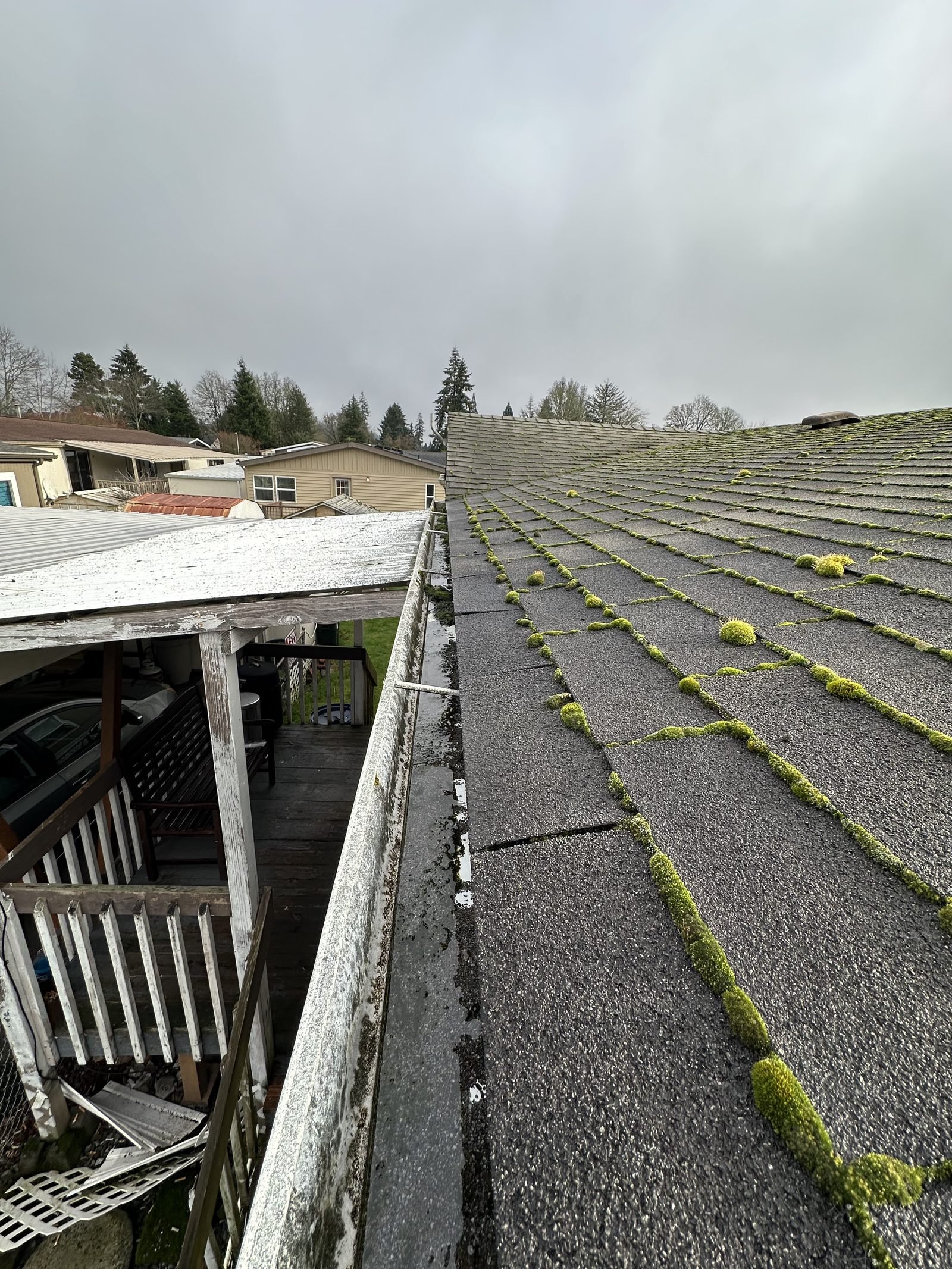 Moss-covered shingle roof before cleaning, with moss growing along the shingle courses and gutter line